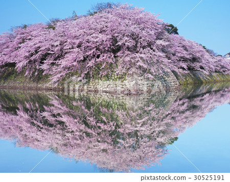 April Hikone Castle in Shiga, Ishigaki and cherry blossoms 30525191