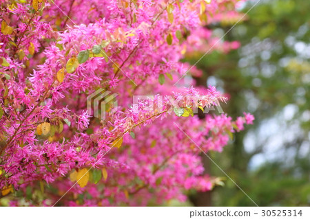 紅花Tokiwamansaku花 30525314