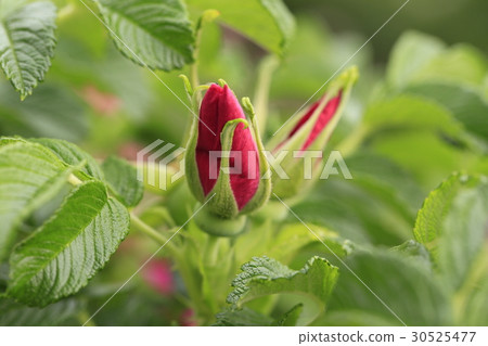 Hamanas bud 30525477