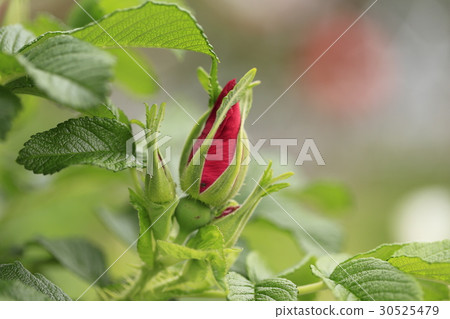 哈馬納斯蓓蕾 30525479