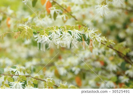 Tokiwamansaku花 30525491