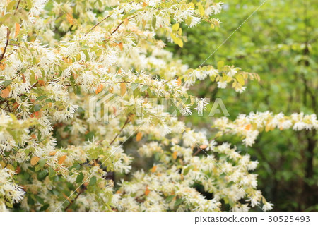 Tokiwamansaku flower 30525493