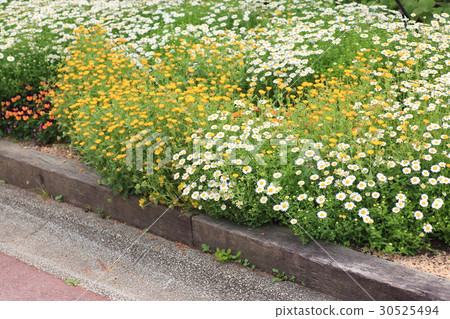 Spring flower bed Spring flower bed 30525494