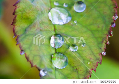 Macro shot water drop on the green leaf 30525559