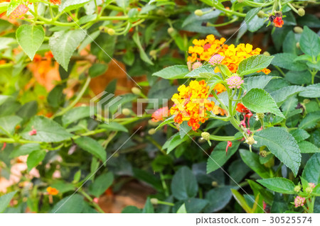 beautiful lantana orange flower in the garden beautiful lantana orange flower in the garden 30525574