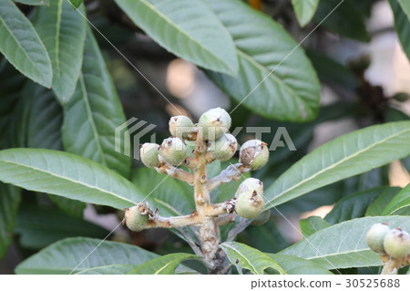 Loquat 30525688
