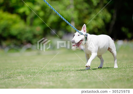 Bull terrier Bull terrier 30525978