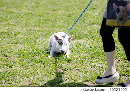 Bull terrier Bull terrier 30525995