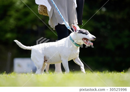 Bull terrier Bull terrier 30525996