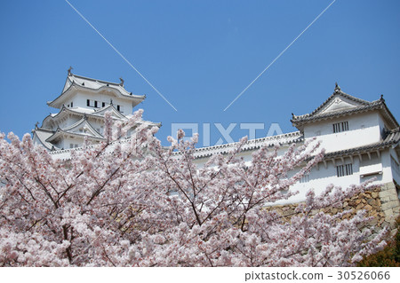 櫻花與藍天和姬路城堡大寺 30526066