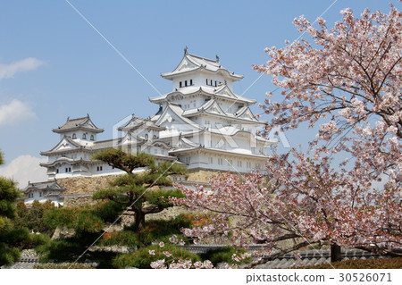 Cherry Blossoms with Blue Sky and Himeji Castle Great Temple 30526071