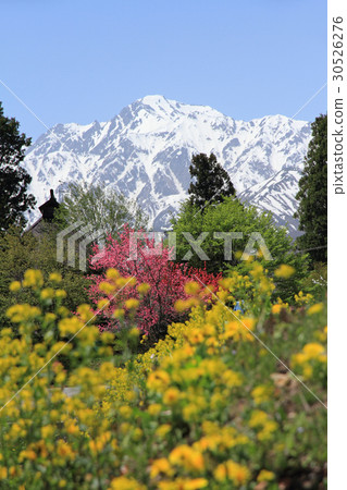 May at the foot of Mount Hakuba May at the foot of Mount Hakuba 30526276