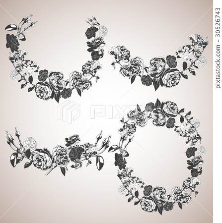 rose 30526743