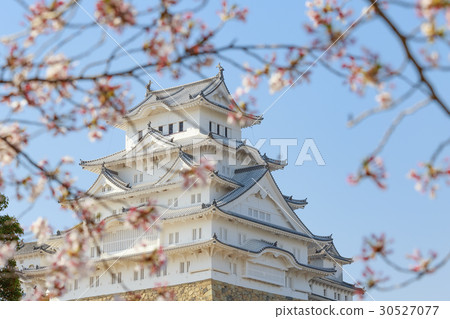 櫻花與藍天和姬路城堡大寺 櫻花與藍天和姬路城堡大寺 30527077