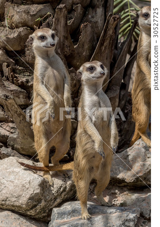 Meerkat or Suricata Suricatta 30527725