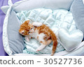 Pretty kitten 30527736