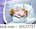 Pretty kitten 30527737