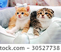 Pretty kitten 30527738