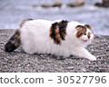Sea and cat 30527796
