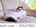 Gorgeous cat 30527801