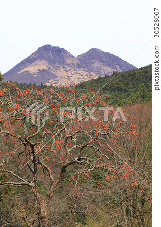 Scenery with persimmon trees and Yufu-dake Scenery with persimmon trees and Yufu-dake 30528007
