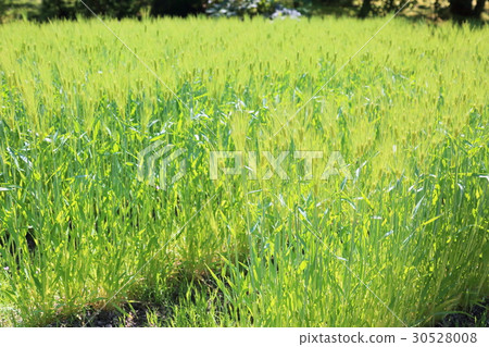 Manyo botanical garden barley Manyo botanical garden barley 30528008