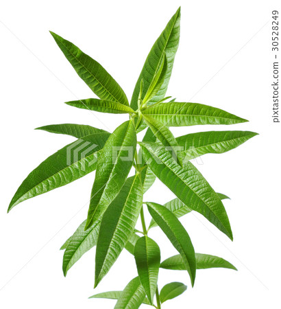 Lemon verbena clipping # 06 Lemon verbena clipping # 06 30528249