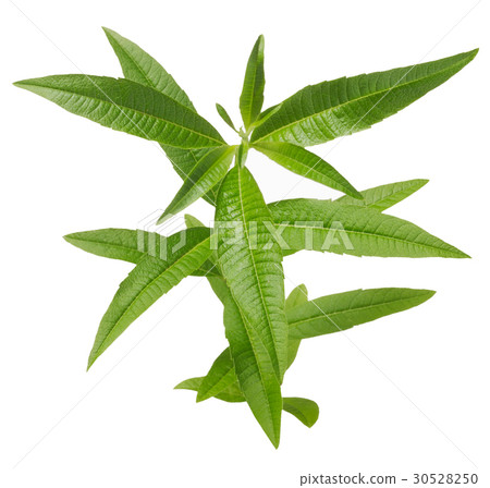 檸檬馬鞭草屬植物剪報俯視 檸檬馬鞭草屬植物剪報俯視 30528250