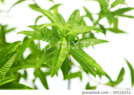 檸檬馬鞭草圖像 30528252