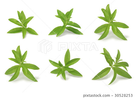 Lemon verbena stump 5 types with shadow Lemon verbena stump 5 types with shadow 30528253