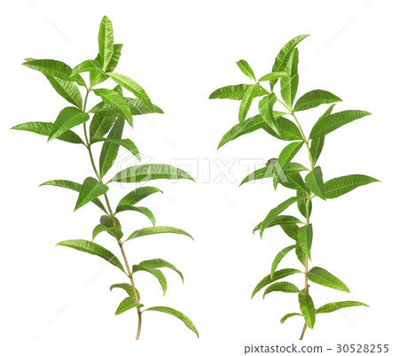 Lemon verbena clipping # 04 Lemon verbena clipping # 04 30528255