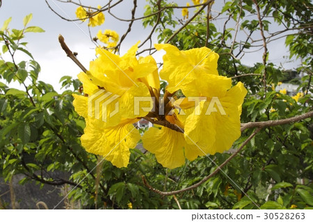 Ipe no Hana Ipe no Hana 30528263