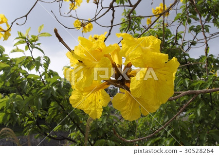 Ipe no Hana Ipe no Hana 30528264