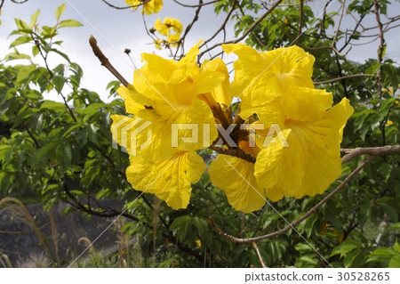 Ipe no Hana 30528265