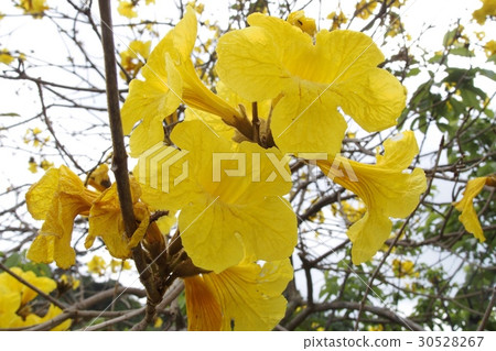 Ipe no Hana 30528267