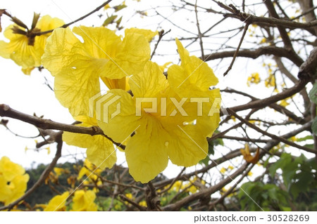 Ipe no Hana 30528269