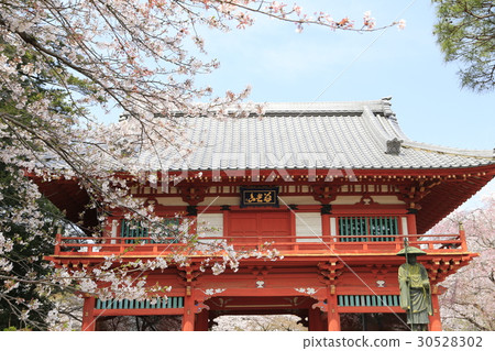寺Ninomon和櫻花 寺Ninomon和櫻花 30528302