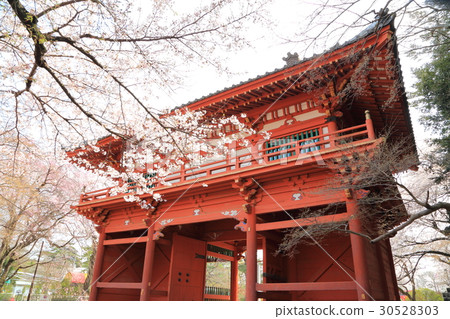 Temple Ninomon and cherry blossoms 30528303