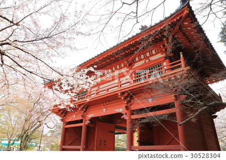 Temple Ninomon and cherry blossoms 30528304