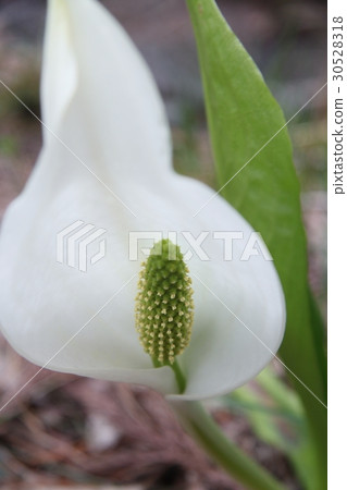 Water Basketball 2 30528318