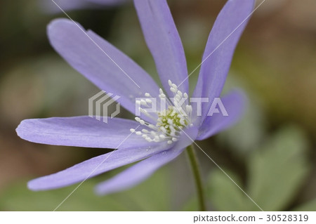 Chrysanthemum eggs 1 Chrysanthemum eggs 1 30528319