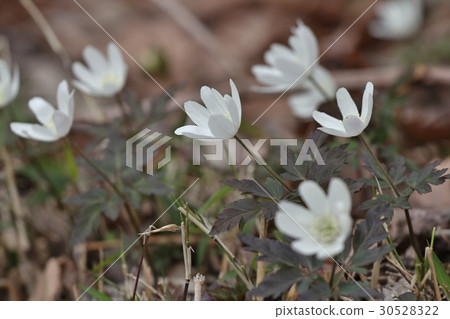 Chrysanthemum eggs 4 Chrysanthemum eggs 4 30528322