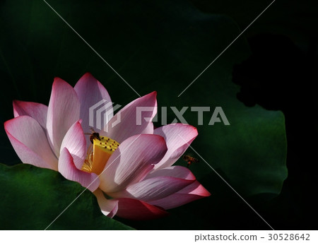 粉紅荷花 30528642