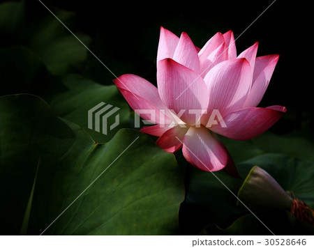 粉紅荷花 粉紅荷花 30528646