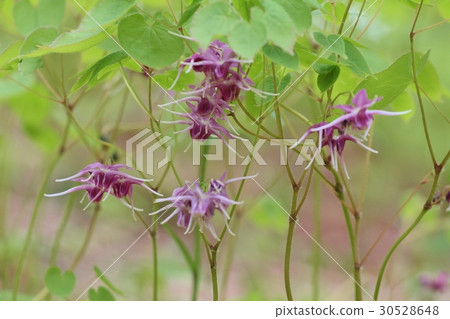 Ikarisauru 2 Ikarisauru 2 30528648