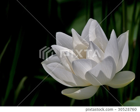 白荷花 30528760