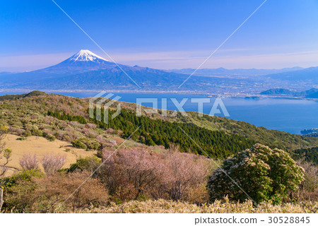 [Shizuoka Prefecture] Mt. Mt. Mt. Izu, which blooms from Mamezakura, and Mount Fuji 30528845