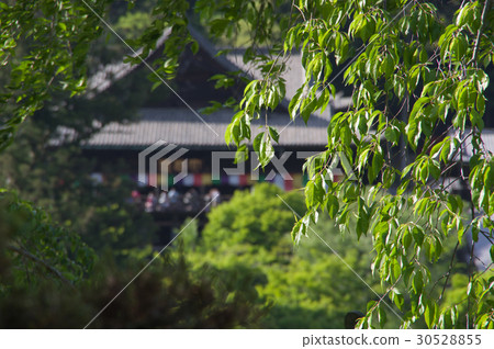 Hasederaji新鮮的綠色 30528855