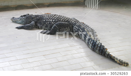 big crocodile on the floor in the zoo for show big crocodile on the floor in the zoo for show 30529263
