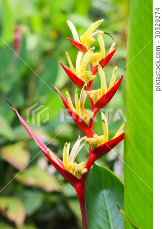 Close up of Single Red and Yellow Heliconia flower 30529274